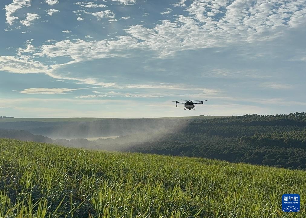 3月25日，在南非夸祖魯-納塔爾省的方廷希爾莊園，中國農(nóng)用無人機為甘蔗林噴灑殺菌劑。新華社記者 白舸 攝