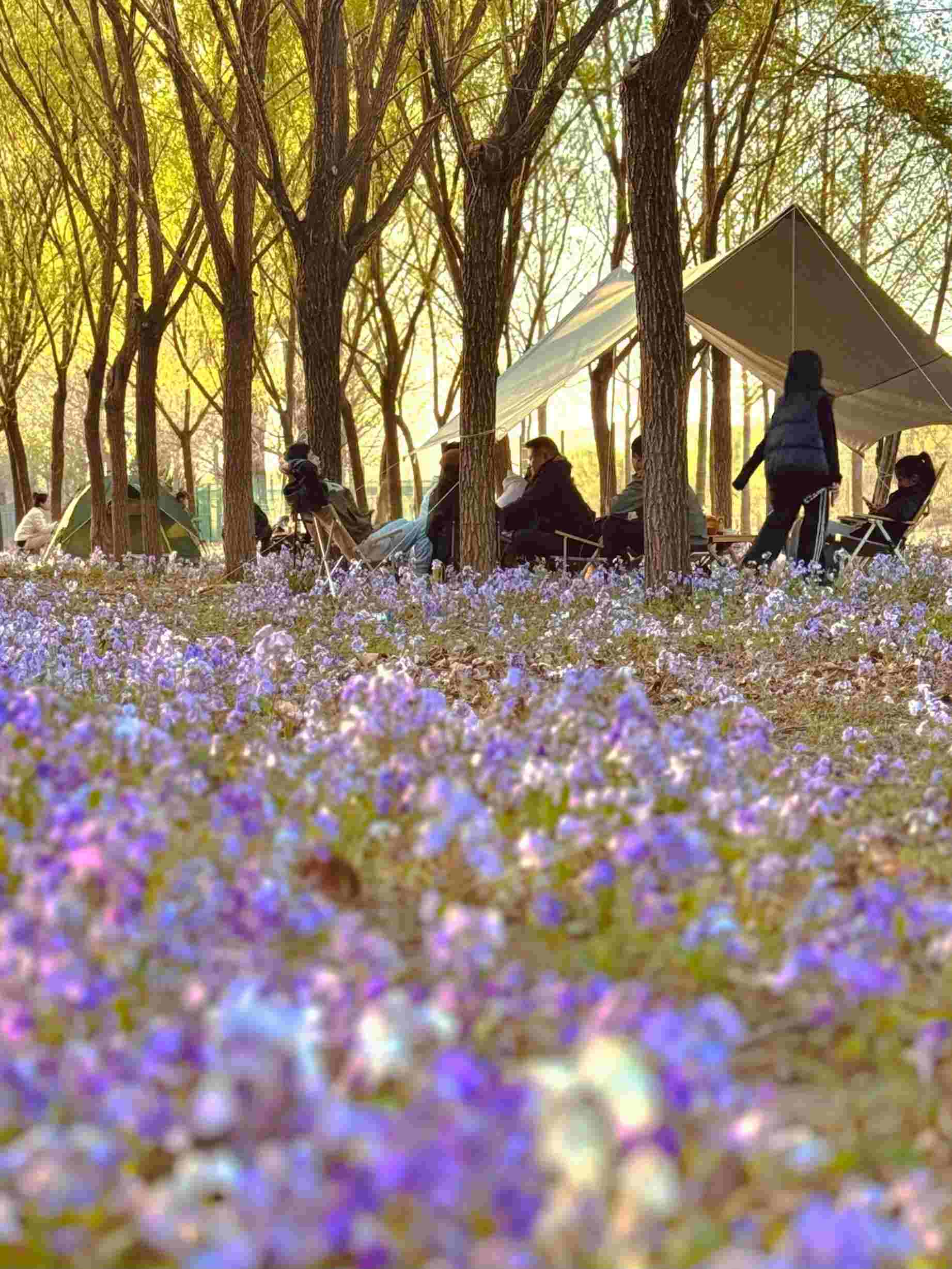 清明假期期間，范女士一家在北京溫榆河邊露營。受訪者供圖