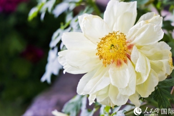 洛陽國家牡丹園牡丹盛開。 人民網(wǎng)記者 魯揚攝