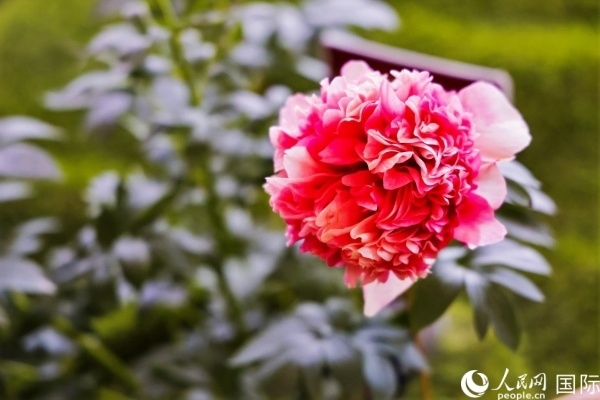 洛陽國家牡丹園牡丹盛開。 人民網(wǎng)記者 魯揚攝