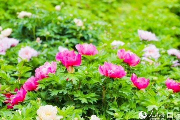 洛陽國家牡丹園牡丹盛開。 人民網(wǎng)記者 魯揚攝