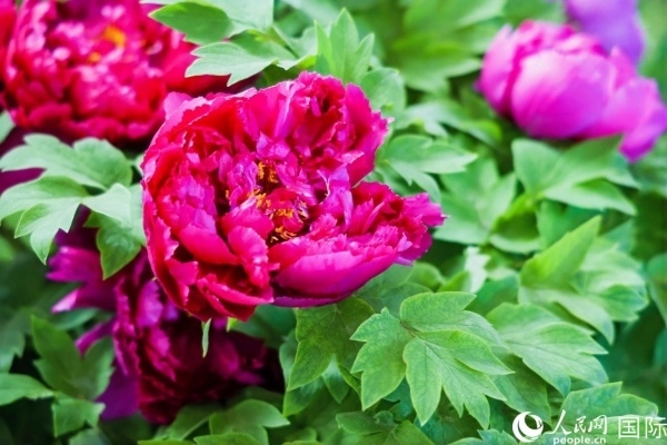 洛陽國家牡丹園牡丹盛開。 人民網(wǎng)記者 魯揚攝