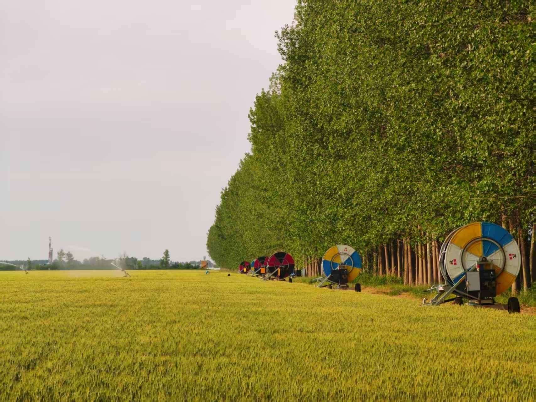 陜西華陰市華西鎮(zhèn)農(nóng)墾農(nóng)場正在作業(yè)的卷盤式噴灌機(jī)。受訪者供圖