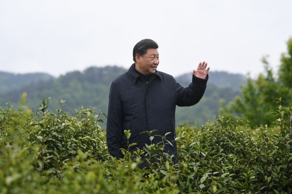 2020年4月21日，習近平總書記來到陜西安康市平利縣老縣鎮(zhèn)，在茶園考察脫貧攻堅情況。新華社記者 燕雁 攝